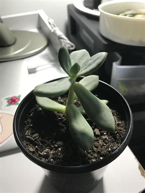 Hey guys. What’s this type of succulent and is it etiolated? I got it ...