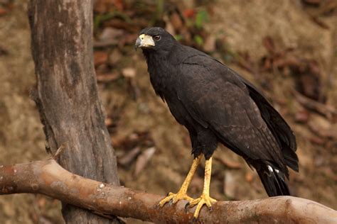 Guyana Riverside Birds | Ibycter