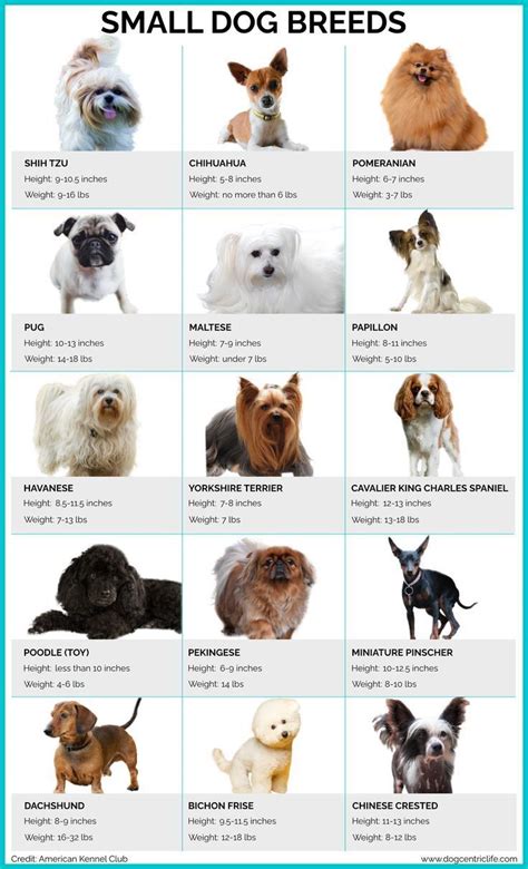 Small Dog Breeds: Infographic