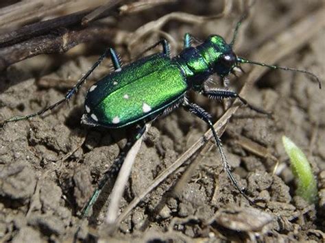 Habitat will dictate whether ground beetles win or lose against climate ...