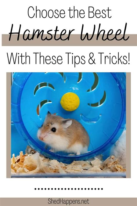 How to Choose the Best Hamster Wheel for Your New Pet - Shed Happens