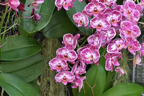 Orchid Flower Meaning In Bengali | Best Flower Site