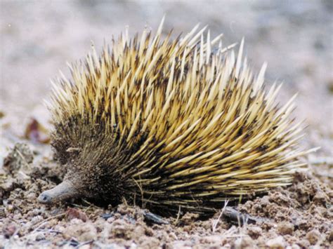 Echidna | Definition, Habitat, Lifespan, Species, & Facts | Britannica