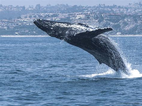 Dana Point Whale Watching: Your Guide to World's Best Whale Watching