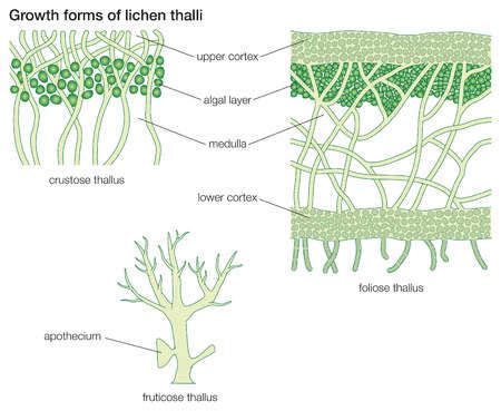 Stock Illustration - Growth forms of lichen thalli