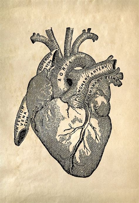 Heart Anatomy Vintage Reproduction Print. Human Biology Chart Diagram ...