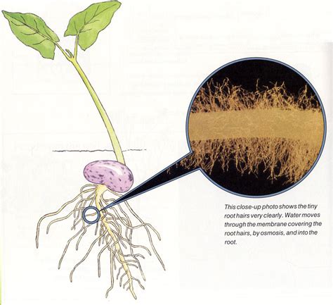 What is Osmosis?