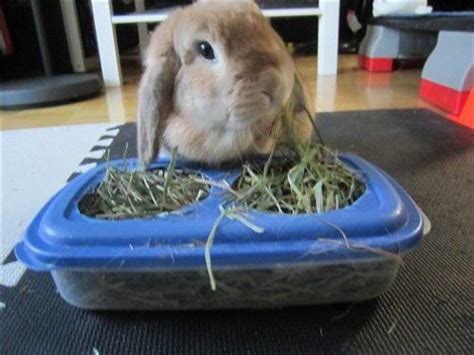 The top 24 Ideas About Diy Guinea Pig Hay Rack - Home, Family, Style and Art Ideas