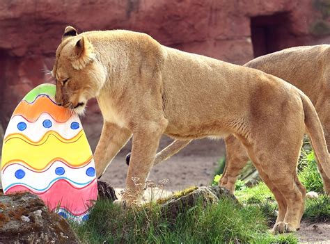 Lions, Tigers and Eggs—Oh My! from Animals Love Easter! | E! News