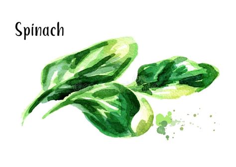 Spinach. Watercolor Hand Drawn Illustration, Isolated on White Background Stock Illustration ...