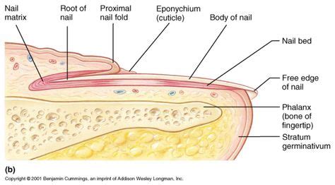 Toenail Fungus and Anatomy - Beaver Valley Foot Clinic