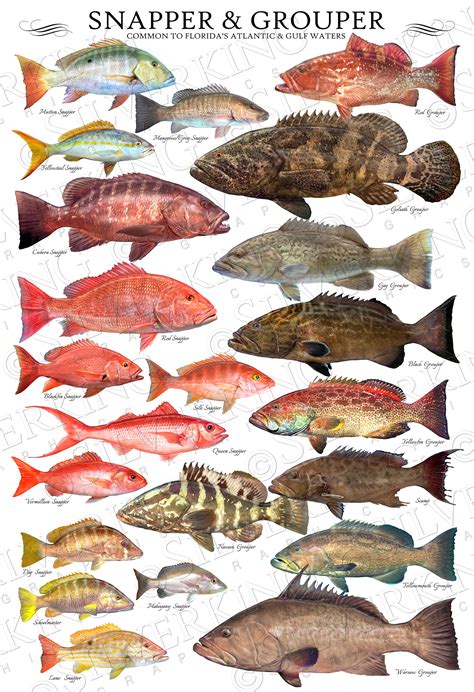 24 X 36 Snapper & Grouper Species ID Poster, Fish ID Chart, Snapper Poster, Grouper Poster - Etsy