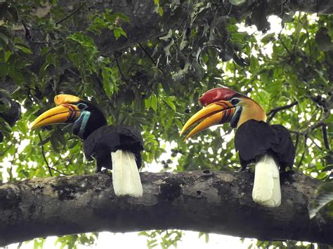 Burung Rangkong, Sang Petani Hutan Sesungguhnya