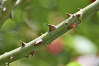 THORN | meaning in the Cambridge English Dictionary