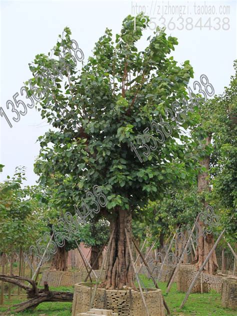 Pohon Bodhi Lingkar 1 Meter - Morning Garden