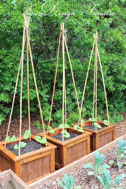 Planting Beans - Tips for Growing Beans in Your Garden - Everything About Garden