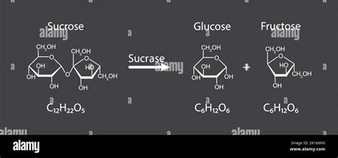 Sucrose Hydrolysis Reaction Download Scientific Diagr - vrogue.co