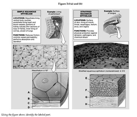 SOLVED: Figure 3.4 (a) and (b) SIMPLE SQUAMOUS EPITHELIUM Example ...