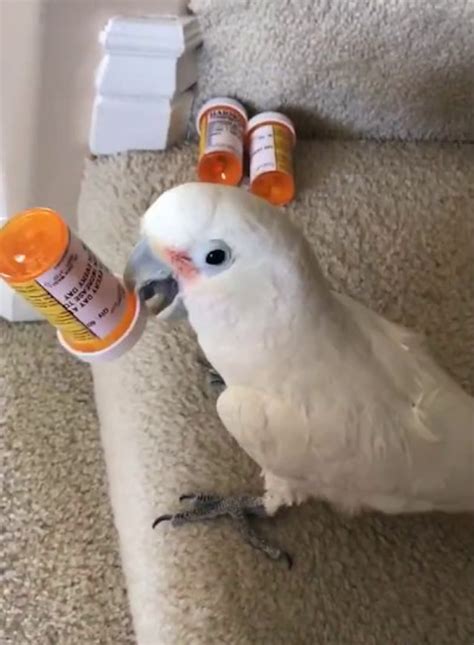 A Rhythmic Cockatoo Shakes Pill Bottles Filled With Seeds and Nuts to ...