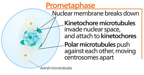 Prometaphase - Wikipedia