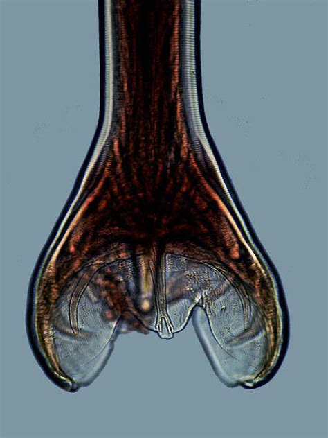 Ancylostoma Braziliense Morphology