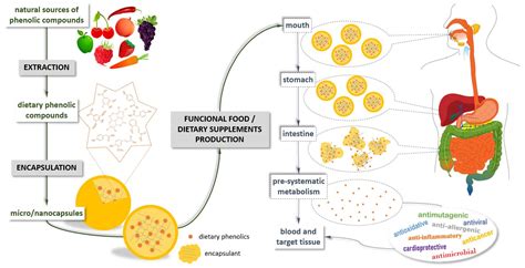 Role of the Encapsulation in Bioavailability of Phenolic Compounds - Pharma Excipients