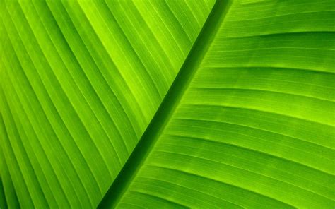 Cool Green Wallpapers - WallpaperSafari