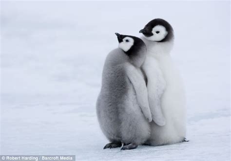 Adorable baby penguin gets a kiss from mother | Daily Mail Online