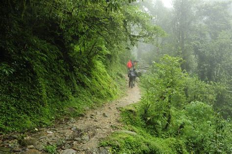 Things to do in Pangot, Trekking, Bird Watching in Pangot Nainital