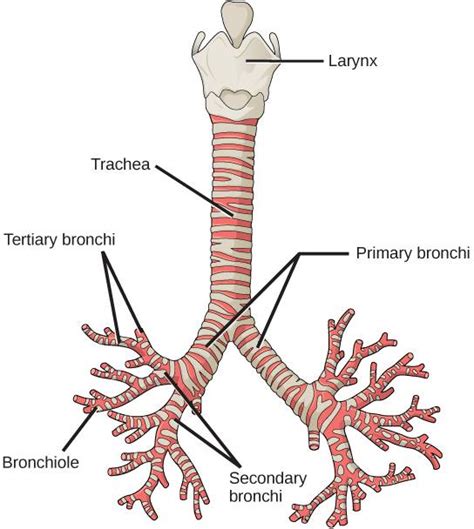 Bronchiectasis - Physiopedia