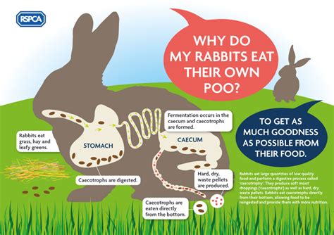 What Not To Feed A Pet Rabbit - PetsWall