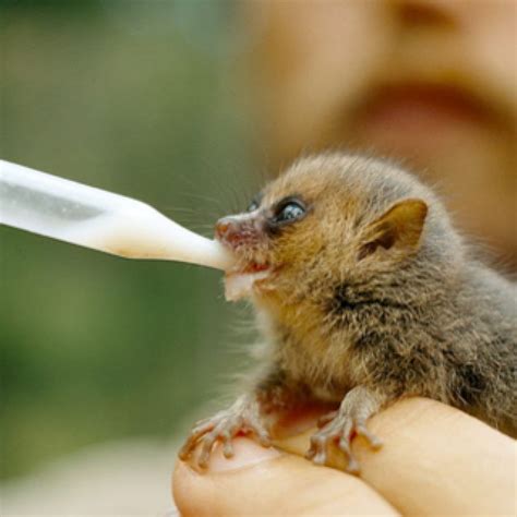 AWWWWWWWWW Baby mouse lemur Interesting Animals, Awwwwwwwww, Baby Mouse, Lemur, Animal Kingdom ...