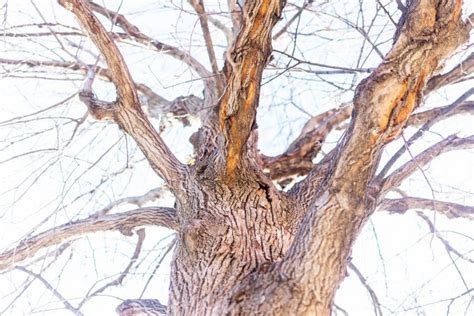 Developing Dutch elm disease-resistant trees – The Minnesota Daily