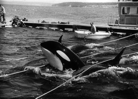 ‘Blackfish’ revives memories of orca capture - The Columbian