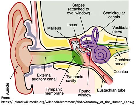 emDOCs.net – Emergency Medicine EducationEM@3AM: Tympanic Membrane Rupture - emDOCs.net ...