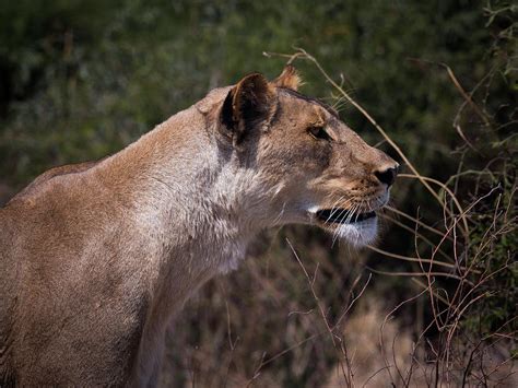 Hunting lioness Photograph by Claudio Maioli - Fine Art America