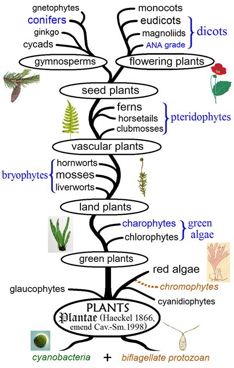 Vascular Plant Diagram - General Wiring Diagram