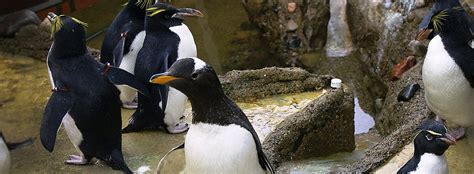 Assessing the Welfare of Zoo Penguins - Center for Zoo and Aquarium ...