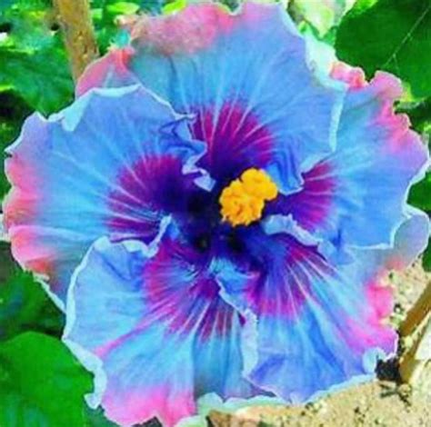 Rare-dark Purple Giant Hibiscus-gorgeous Flower-can Grow Indoors in a Pot or Out-2, 5 or 10 ...