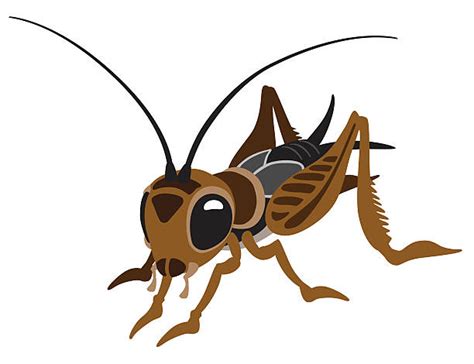 Cricket Insect Illustrations, Royalty-Free Vector Graphics & Clip Art - iStock