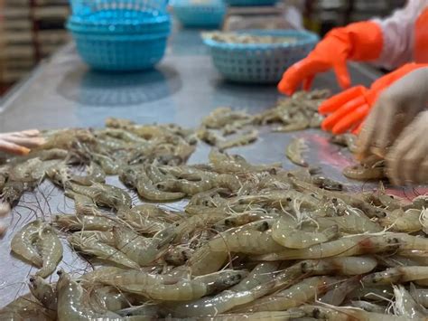 Harga Udang Vaname: 4 Faktor yang Mempengaruhinya - Tambak Milenial