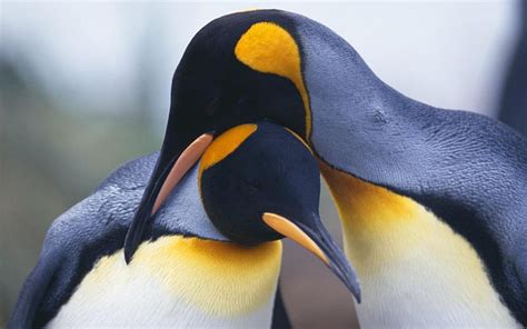 Penguins couple-Animal, HD wallpaper | Peakpx