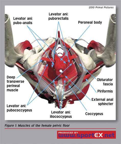 Female Pelvis Anatomy Muscles / The Muscles That Control the Pelvic ...