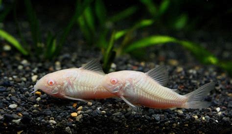 Albino Cory Catfish "Corydoras aeneus" – 1 Fish 2 Fish Dartmouth