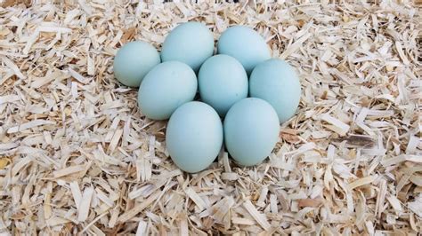 Blue/ Black/ Splash Ameraucana – The Pasture Farms