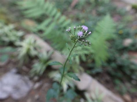 This Grass Plant Blooms Purple Color Stock Photo - Image of petal ...