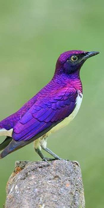 Violet-backed Starling - Kruger National Park Bird Guide