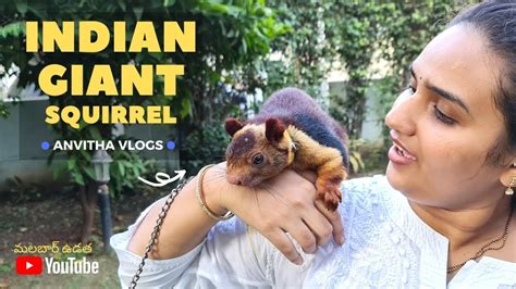 Indian Giant Squirrel | Exotic Pets | Rare Species of Animals | Anvitha Vlogs - YouTube