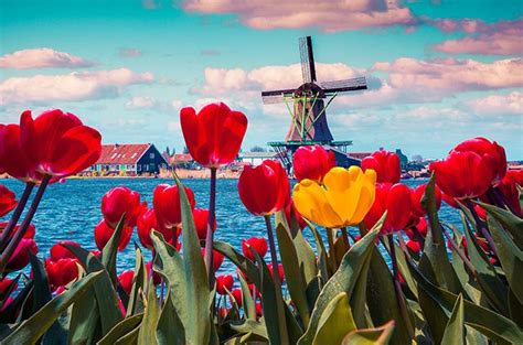 Enjoy Beautiful Tulips on an Unforgettable Holland cruise - Your AAA ...