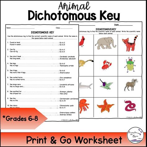 Animal Dichotomous Key - Classful in 2023 | Dichotomous key, Labeling activities, Digital ...